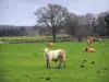 Parc Naturel Régional des Boucles de la Seine Normande - Veau et vaches dans une prairie, arbres, maison et forêt