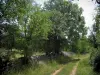 Parc Naturel Régional des Causses du Quercy - Chemin herbeux, muret de pierres sèches et arbres