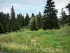 Parc Naturel Régional du Haut-Jura - Alpage (pâturage) avec des fleurs sauvages et sapins (arbres)