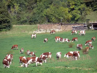 Parc Naturel Régional du Haut-Jura