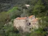 Parc Naturel Régional du Haut-Languedoc - Maisons en pierre au milieu de la forêt (arbres)