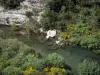 Parc Naturel Régional du Haut-Languedoc - Rivière bordée d'arbustes, genêts en fleurs