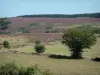 Parc Naturel Régional du Haut-Languedoc - Pâturages, végétation, arbustes et forêt en arrière-plan