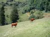 Parc Naturel Régional du Haut-Languedoc - Pâturage avec deux vaches et arbres en arrière-plan