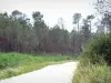 Parc Naturel Régional des Landes de Gascogne - Chemin traversant la forêt landaise