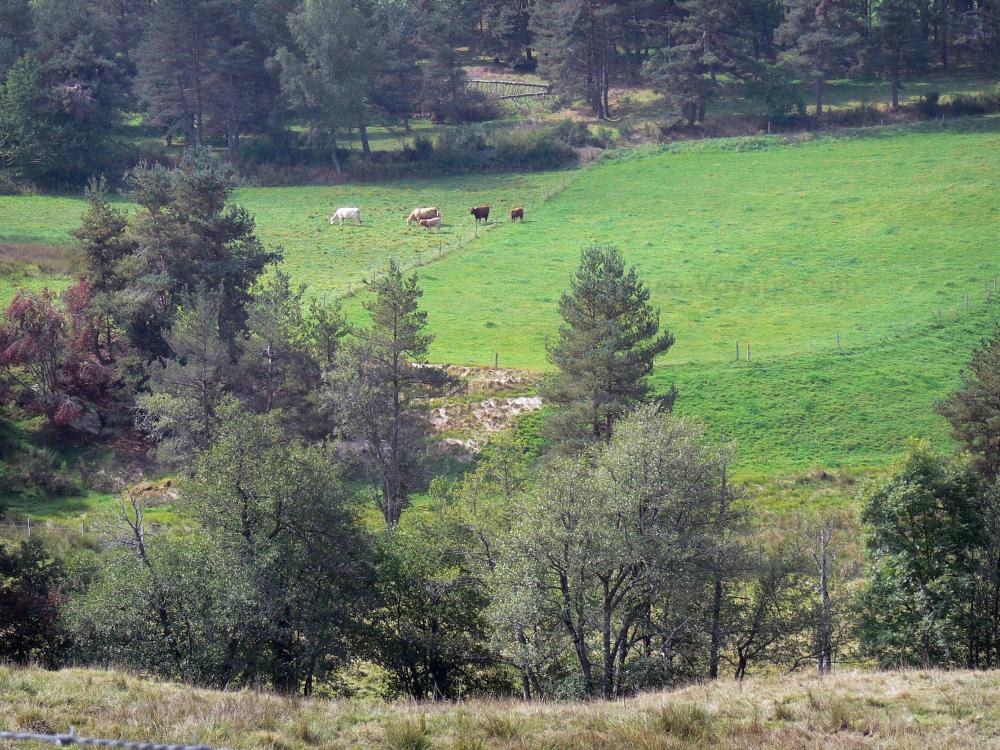 Troupeau Moutons