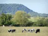 Parc Naturel Régional de Lorraine - Vaches dans un pâturage