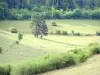 Parc Naturel Régional de Lorraine - Troupeau de moutons dans un pré, en lisière de forêt