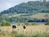 Parc Naturel Régional de Lorraine - Vaches dans un pâturage au bord d'un étang