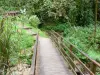 Parc Naturel Régional de la Martinique - Passerelle au coeur de la forêt tropicale menant à la cascade du Saut-Gendarme