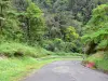 Parc Naturel Régional de la Martinique - Route de la Trace traversant la forêt tropicale