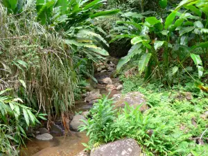 Parc Naturel Régional de la Martinique - Végétation tropicale