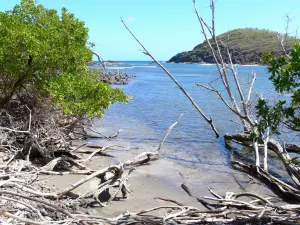 Parc Naturel Régional de la Martinique - Réserve naturelle de la presqu'île de la Caravelle : végétation au bord de l'eau
