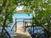 Parc Naturel Régional de la Martinique - Réserve naturelle de la presqu'île de la Caravelle : palétuviers de la mangrove et point d'observation avec vue sur la baie du Trésor