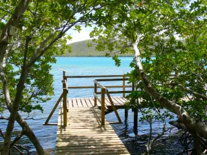 Parc Naturel Régional de la Martinique - Réserve naturelle de la presqu'île de la Caravelle : palétuviers de la mangrove et point d'observation avec vue sur la baie du Trésor