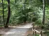 Parc Naturel Régional de la Montagne de Reims - Forêt de Verzy (forêt de la Montagne de Reims) : sentier bordé d'arbres