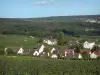 Parc Naturel Régional de la Montagne de Reims - Maisons d'un village entourées de champs de vignes (vignoble de Champagne), arbres et forêt