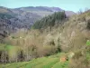 Parc Naturel Régional des Monts d'Ardèche - Prés, arbres et forêt