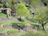 Parc Naturel Régional des Monts d'Ardèche - Cabane entourée d'arbres et terrasses de pierres sèches