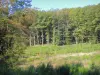 Parc Naturel Régional du Morvan - Vue sur la forêt