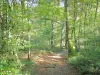 Parc Naturel Régional du Morvan - Massif du Morvan : chemin forestier bordé d'arbres