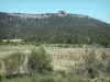 Parc Naturel Régional de la Narbonnaise en Méditerranée - Massif de la Clape : escarpement rocheux, au sommet duquel se dresse la tour de la Vigie, et plateau avec parcelle de vignes