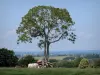 Parc Naturel Régional Normandie-Maine - Arbre et vaches au milieu d'une prairie