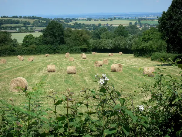 Parc Naturel Régional Normandie-Maine - Paysage de bocage ; bottes de foin dans un pré et végétation en premier plan