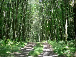 Parc Naturel Régional Normandie-Maine - Mont des Avaloirs : chemin dans la forêt de Multonne