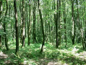Parc Naturel Régional Normandie-Maine - Mont des Avaloirs : arbres de la forêt de Multonne