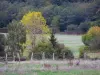 Parc Naturel Régional du Perche - Pâturages, clôture, arbustes, arbres et forêt