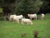 Parc Naturel Régional du Perche - Vaches blanches dans un pré