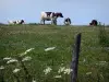 Parc Naturel Régional du Perche - Vaches dans une prairie en fleurs