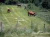 Parc Naturel Régional Périgord-Limousin - Vaches dans un pâturage