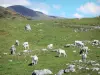 Parc Naturel Régional des Pyrénées Ariégeoises - Estives (pâturages de montagne) et troupeau de vaches ; dans le Haut Couserans