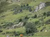 Le Parc Naturel Régional des Pyrénées Ariégeoises - Couserans: Vaches en estive (pâturage de montagne) ; dans le Parc Naturel Régional des Pyrénées Ariégeoises