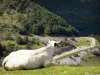 Le Parc Naturel Régional des Pyrénées Ariégeoises - Paysages de l'Ariège: Vache couchée dans un pré et observant une route de montagne ; dans le Parc Naturel Régional des Pyrénées Ariégeoises