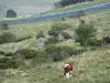 Parc Naturel Régional des Volcans d'Auvergne  - Vache paissant l'herbe d'un pâturage