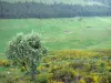 Parc Naturel Régional des Volcans d'Auvergne - Monts du Cantal : genêts en fleurs, ruisseau bordé de pâturages, et forêt