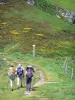 Parc Naturel Régional des Volcans d'Auvergne - Monts du Cantal : randonneurs sur un sentier balisé