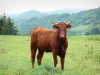 Parc Naturel Régional des Volcans d'Auvergne - Vallée de Cheylade : vache dans un pré