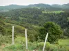 Parc Naturel Régional des Volcans d'Auvergne - Forêt des monts du Cantal, avec clôture en premier plan