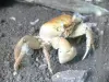 Parc zoologique et botanique des Mamelles - Crabe