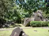 Parco archeologico delle incisioni rupestri - Rocce con incisioni rupestri e rigogliosa vegetazione del parco ; nel comune di Trois - Rivières e l'isola di Basse- Terre