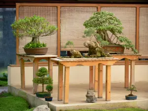 Parco floreale di Parigi - Padiglione bonsai