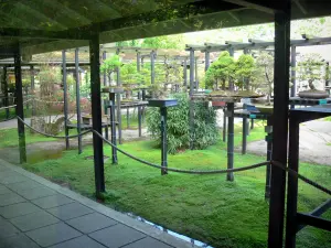 Parco floreale di Parigi - Vista del giardino bonsai