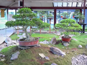 Parco floreale di Parigi - Padiglione bonsai