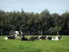 Parco Naturale Regionale dell'Avesnois - Mucche in un pascolo, alberi sullo sfondo
