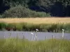 Il Parco Naturale Regionale della Brenne - Guida turismo, vacanze e weekend nell'Indre