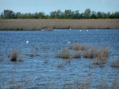 Parco Naturale Regionale della Camargue